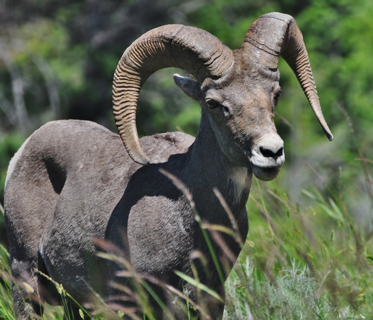 Big Horn sheep
